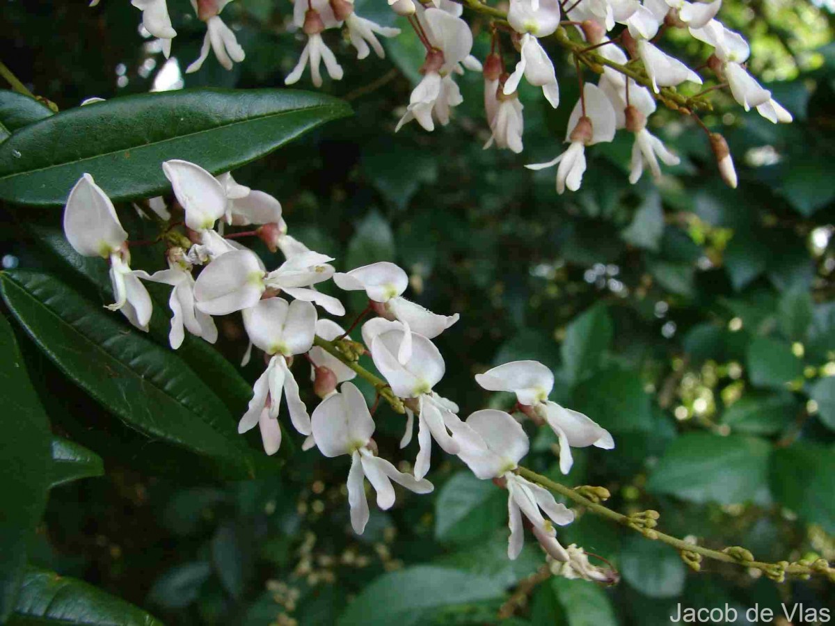 Brachypterum scandens (Roxb.) Miq.